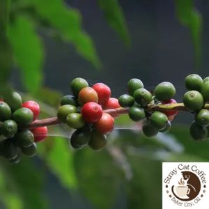 Burundi Collines Masenga - 12oz. Whole Bean