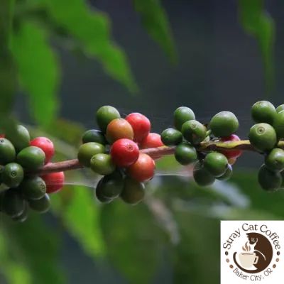 Burundi Collines Masenga - 12oz. Whole Bean