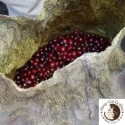 El Salvador Atiquizaya Castillo - 12oz. Whole Bean