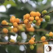 Peru Jaén El Huaco - 12oz. Whole Bean