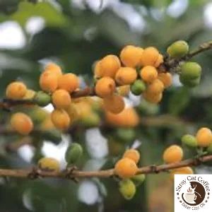 Peru Jaén El Huaco - 8oz. Whole Bean