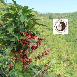 Costa Rica Palmichal Los Santos - 12oz. Whole Bean