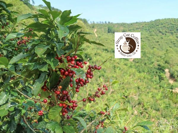 Costa Rica Palmichal Los Santos - 12oz. Whole Bean