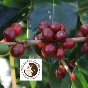 Flores Bajawa Tanta Reti - 12oz Whole Bean