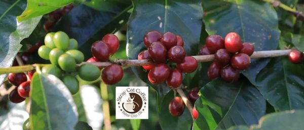 Flores Bajawa Tanta Reti - 12oz Whole Bean