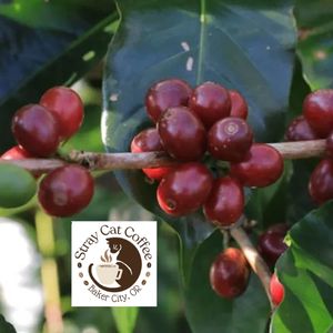 Flores Bajawa Tanta Reti - 8oz Whole Bean
