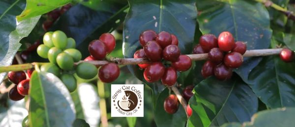 Flores Bajawa Tanta Reti - 8oz Whole Bean