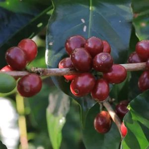 Flores Bajawa Tanta Reti - 8oz Whole Bean