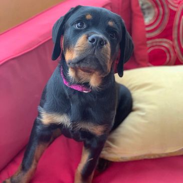 A young Rottweiler puppy sitting on a red couch with a curious expression.