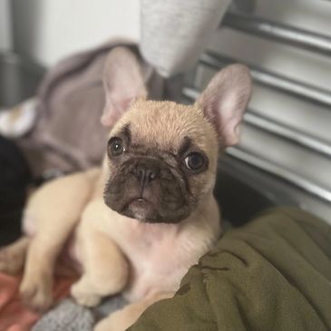 Adorable French Bulldog puppy with big ears resting indoors.