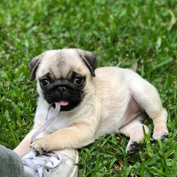 A playful pug puppy chewing on a sneaker while lying on the grass.
