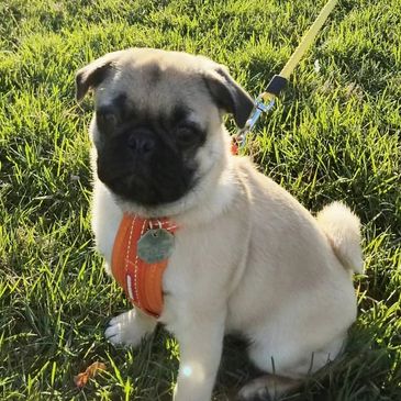 Small pug puppy sitting on grass with an orange harness and leash.