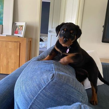 Young Rottweiler puppy perched on a blue couch backrest indoors.