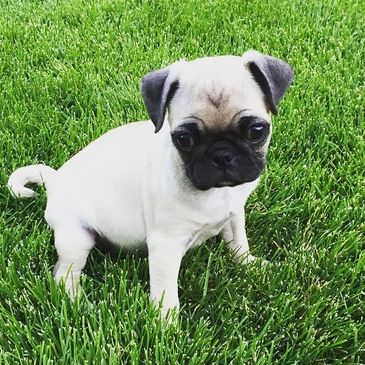 Cute pug puppy sitting on bright green grass.