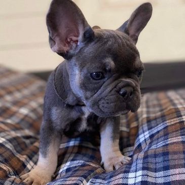A small French Bulldog puppy with large ears on a checkered blanket.