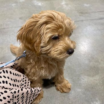 Small fluffy dog sitting on a concrete floor next to a polka dot cloth.