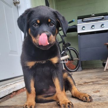 Adorable Rottweiler puppy licking its nose while sitting on a wooden porch.