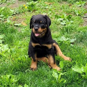 Adorable Rottweiler puppy sitting on green grass.
