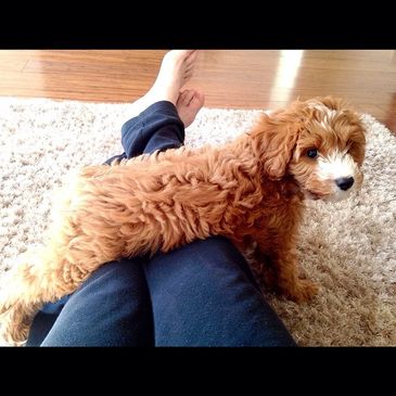 Fluffy brown puppy lying across someone's legs on a carpet.