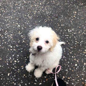 Small white fluffy puppy sitting on a speckled pavement, looking up.