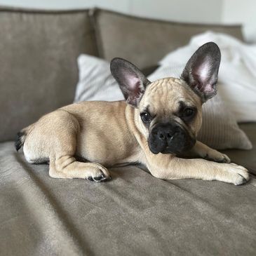 A young French Bulldog resting on a beige couch.