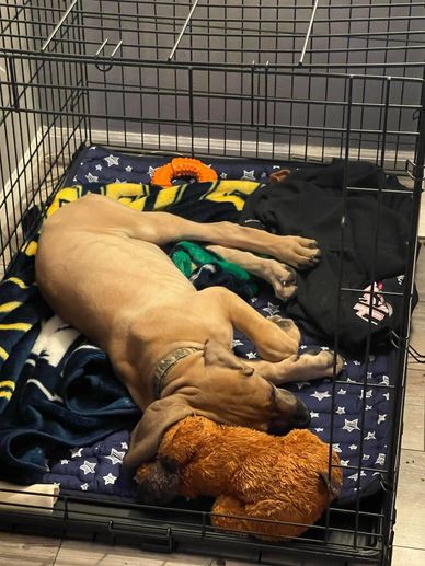 Baby great dane Jack, fast asleep after his lesson. #puppytraining #puppylove #greatdane 