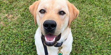 Louie with great focus during private puppy lessons. #privatelessons #puppytraining