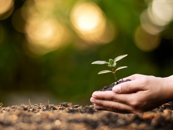 Hands holding a small seedling in soil.