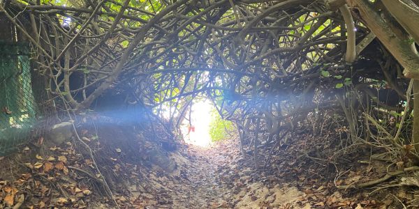 A natural tunnel formed by intertwined branches and leaves.