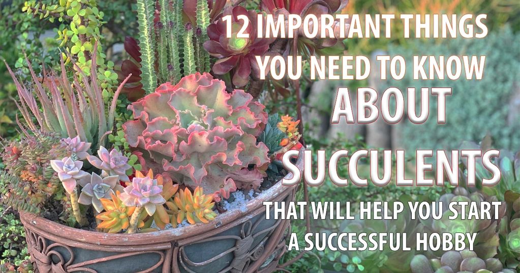 12 Important Things You Need To Know About Succulents That Will Help You Start A Successful Hobby.