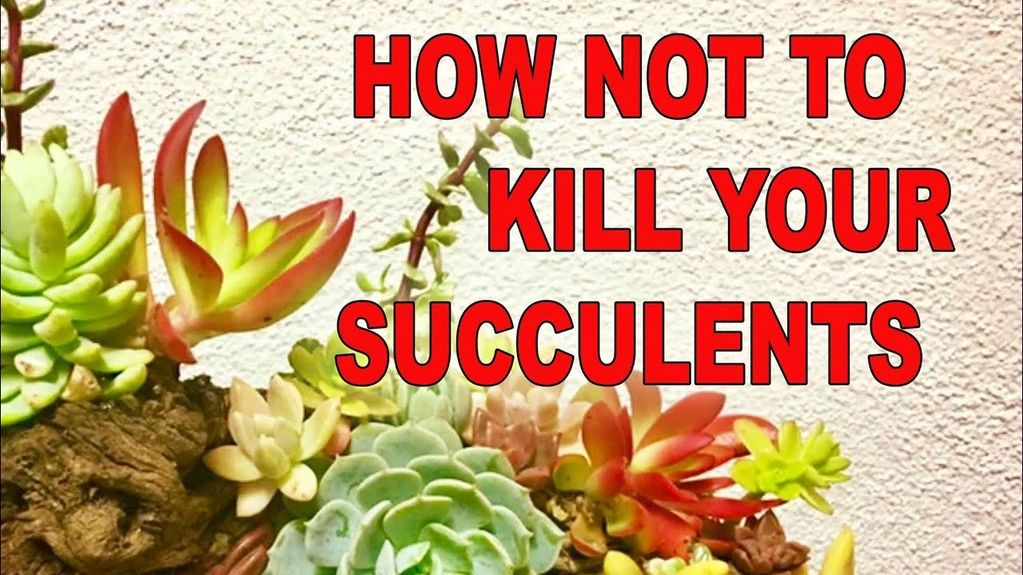 How not to kill your succulents.