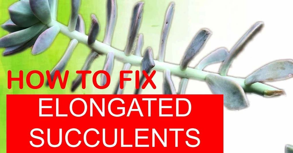 How To Fix Elongated Succulents