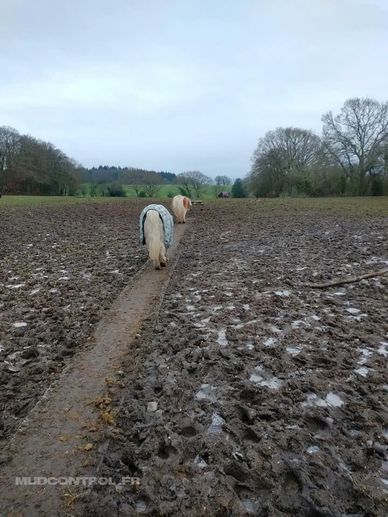 Poney sur un chemin de dalles INB, à travers un champ boueux. 