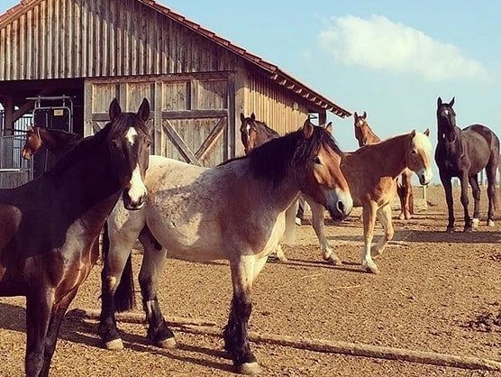 Sept chevaux dans une écurie active. sur un sol aménager avec les dalles de stabilisation.