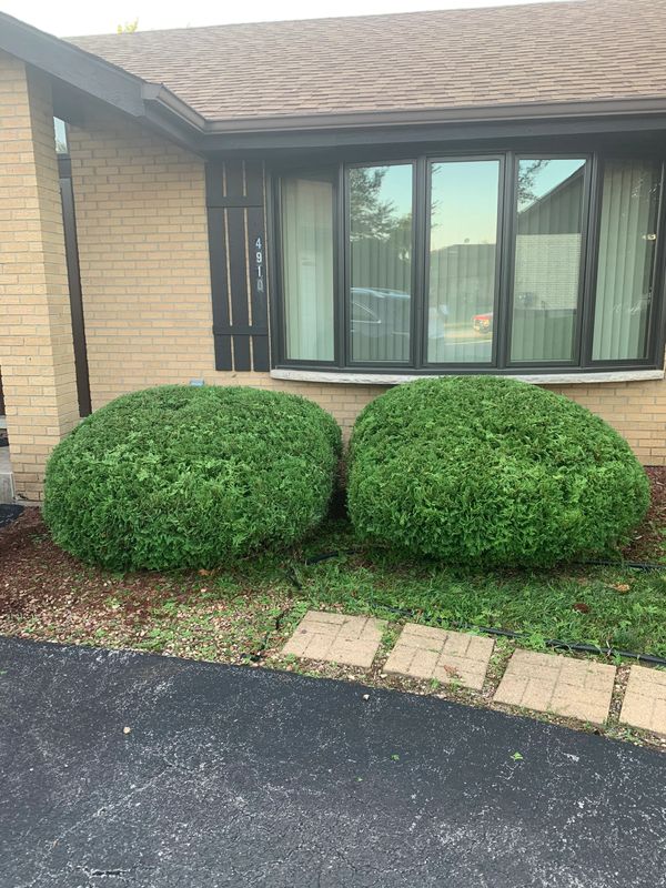 Bush trimming 