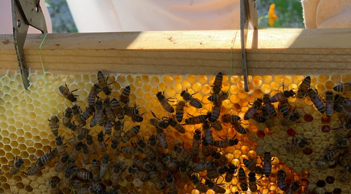someone holding a frame from a beehive with bees on it simple beautiful healthy bee beekeeper do it yourself sweet 