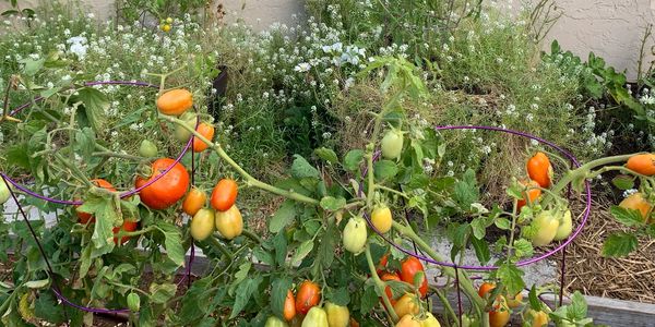 garden South Florida homemade tomatoes fun fresh great seeds bloom organic