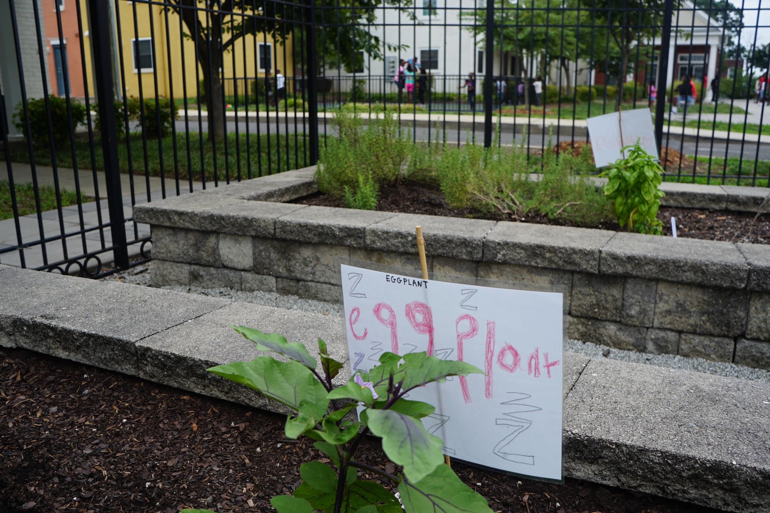 Rejuvenated beds in community garden with plants and labels. 