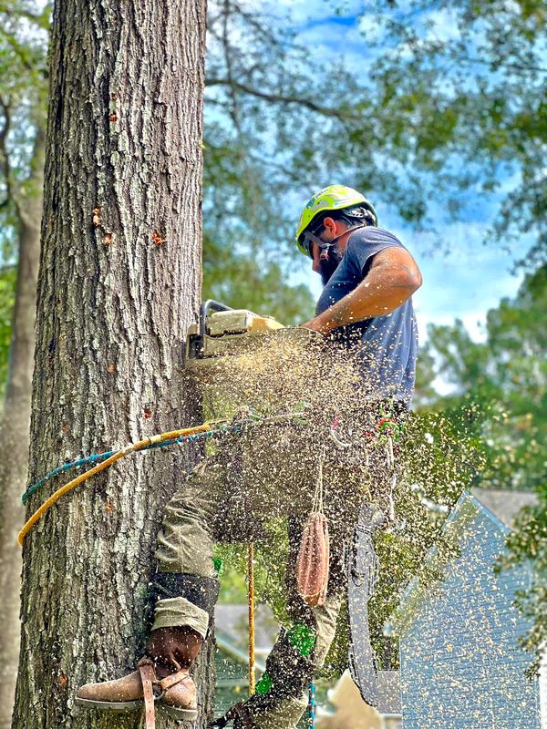 Arborscape Tree - Tree Service, Trimming Trees, Tree Removal