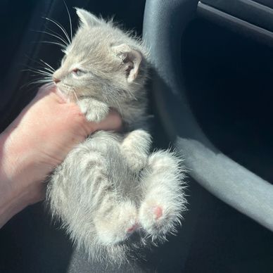 A small gray kitten is gently held in a person's hand inside a car.