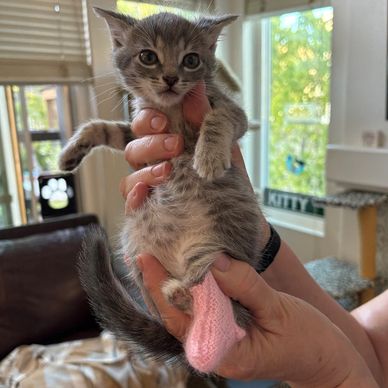 A kitten with a pink sock on its hind leg is held up indoors.