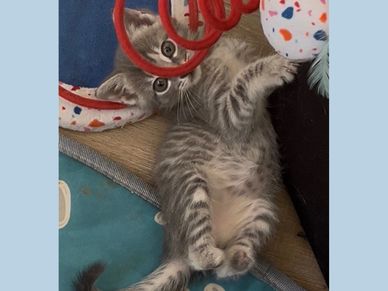 A playful gray tabby kitten lying on its back under red spiral toy.