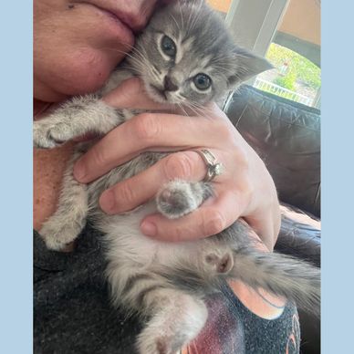 A person tenderly holding and kissing a small gray kitten.