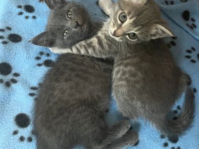 Two adorable gray kittens cuddling on a blue paw-print blanket.