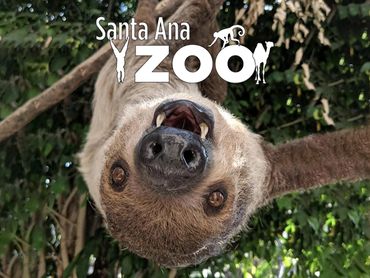 A close-up of a sloth hanging upside down with Santa Ana Zoo logo.