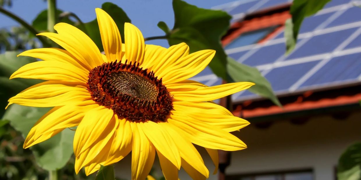 Bright yellow sunflower in the foreground with solar panels on a house roof in the background