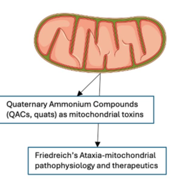 Diagram of mitochondria linked to QACs and Friedreich's Ataxia.
