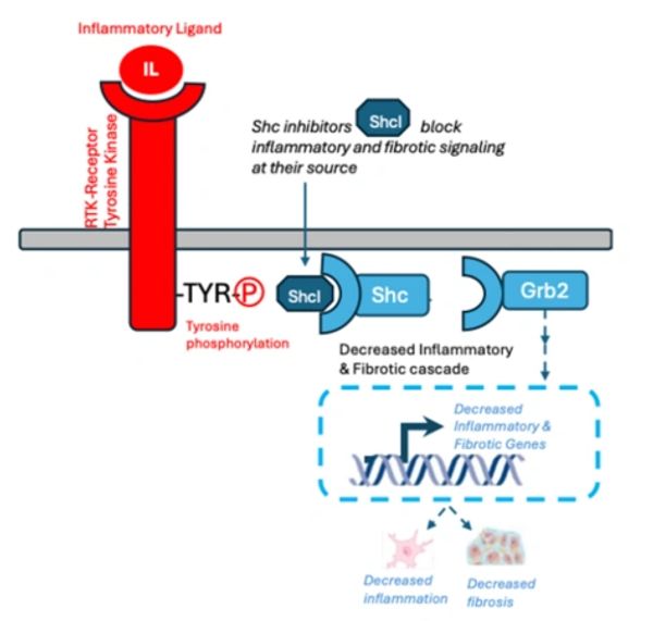 Diagram showing Shc inhibitors blocking inflammatory and fibrotic signaling pathways.