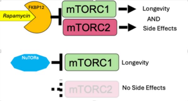 Diagram showing rapamycin and NuTORs effects on mTORC1 and mTORC2 related to longevity and side effects.