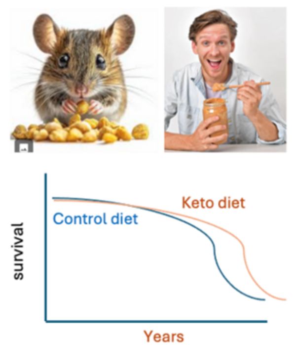 Graph shows keto diet extends mice survival compared to control diet.